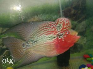 Full active fish... Flowehorn only for 6 month