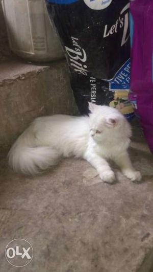 Full white one year old Persian cat female