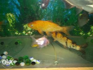 Gold Pet Fish