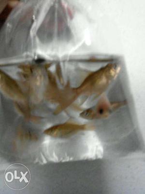 Goldfish babies only 10 pcs each 5 rs total 50 rs