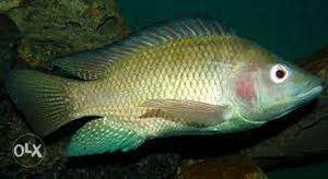 Gray Fish In Thodupuzha