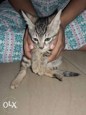 Gray Tabby Kitten