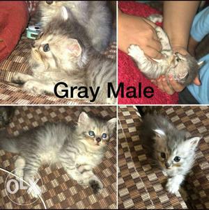 Gray Tabby Kitten Collage Photo