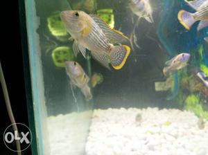 Gray-and-yellow Cichlid Fish