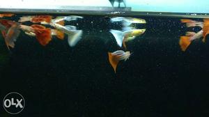 Guppy Varieties