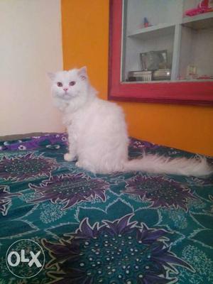 Handsome Persian cat proven male Up to date