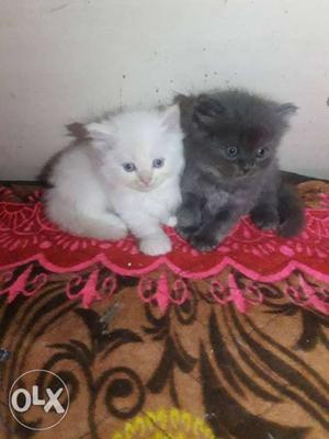 Healthy pure persian kittens cute n active