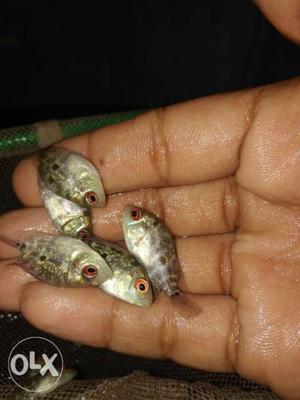 High Quality Flowerhorn Just 1 inch with high potential