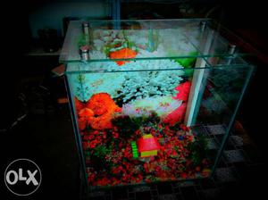 I want sale this 15*9 inch aquarium with 6 gold fish