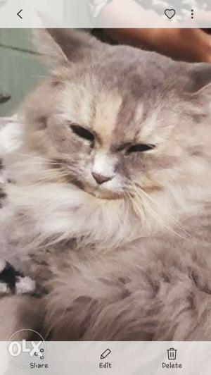 I want to sell my female Persian cat only genuine