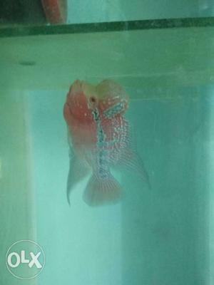 Imported SRD Flowerhorn at best price, fixed