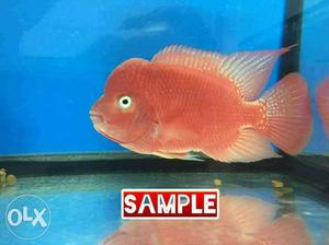 Imported SRM fry for sale