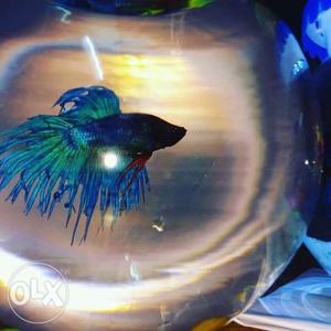 Imported betta fish with bowl #pet