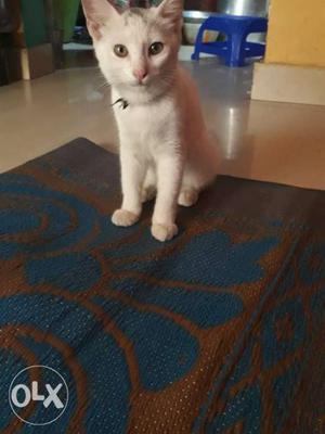 Indian 4 month old female cat.