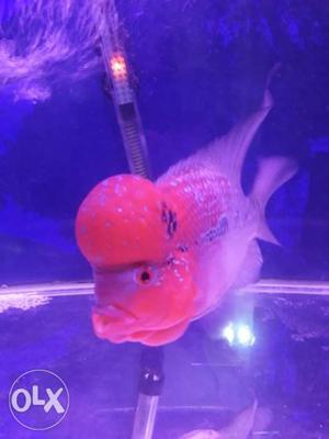 Its 8to9 inch flowerhorn good quality imported