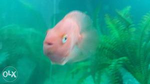 Kingkong parot fish 4 inch female confirm egg