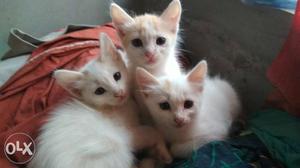 Kittens medium furred