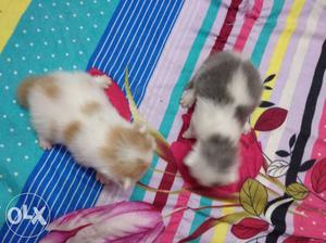 Long-fur White And Gray kitten bie clr kittens available