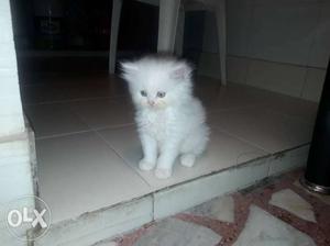 Long fur white persian kitten sell
