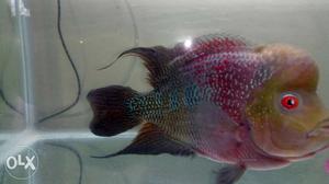 Mail Flowerhorn Fish only fish