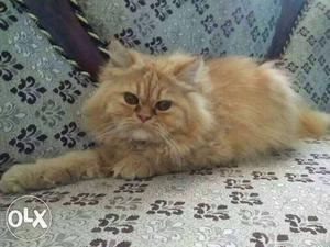 Male Persian cat for MATTING NOT FOR SELL