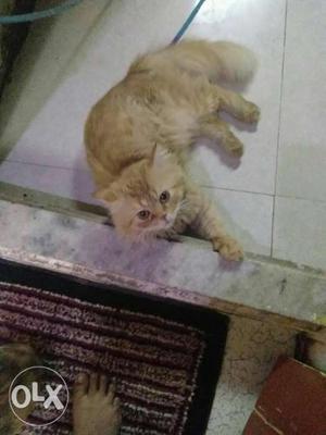 Male cat 2years old stay in old khar west