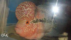 Monster Kok Flowerhorn Fish