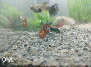 Mosaic guppies for sale