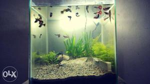 Naturally planted aquarium of 1 feet cube with