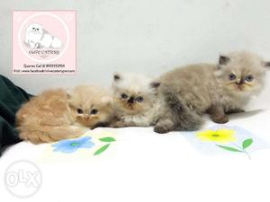 Olive Cattery Offer Top Quality Persian Kittens For Sales