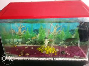 Only 2 month used fish aquarium with filter