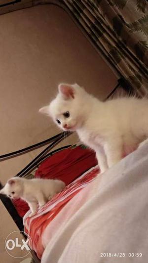Original persian cat kitten full white heavy fur