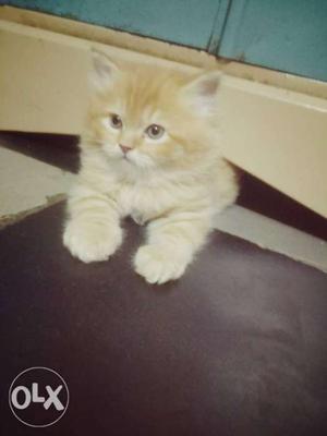 Parshiyan male cat only 2 month