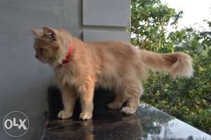 Persian Cat,brown,one Year Old