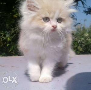 Persian Cats Kitten Free Home Delivery In Goa