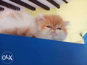 Persian cat extreme punch male