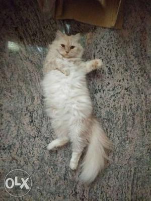 Persian cat for sale she is human friendly she is
