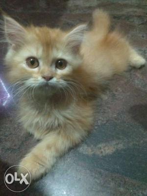 Persian cat pure breed.double bone. Punch face.