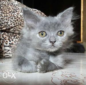 Persian cat, small kitten of 2 months old, grey