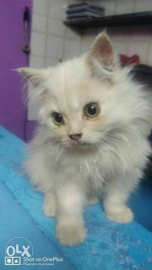 Persian cats- doll faced(3 months)