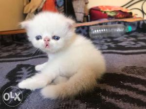 Persian cats kittens available... extreme punch