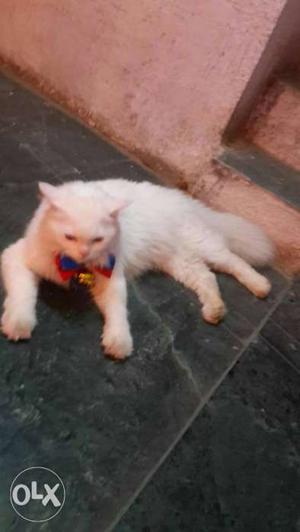 Persian dollface cat 9 month old very friendly