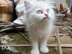 Persian full white male kitten 2.5 month old