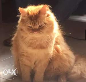 Persian healthy vaccinated male cat for matting
