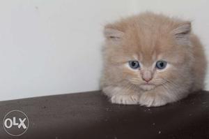 Persian kitten available in white brown and fawn