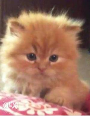 Persian kitten, golden colour, 1 month old,