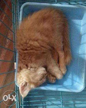 Persian kitten urgent sale