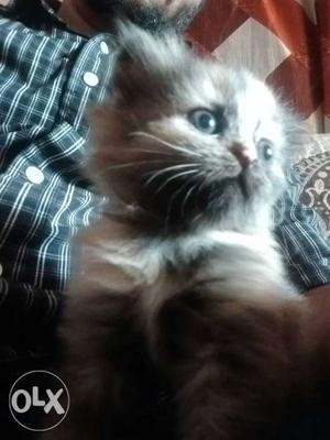 Persian kittens for sale fixed price /- call