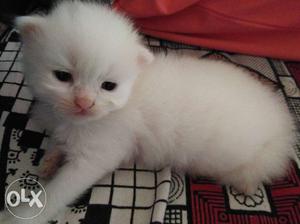 Persian kittens white color