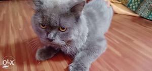 Persian male cat 1.4 old triple coated for selling